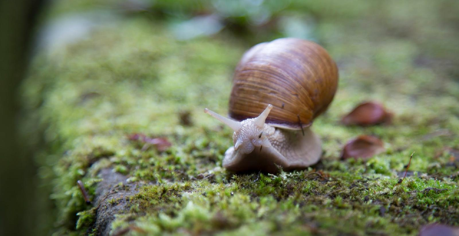 Comment preparer efficacement des escargots avant de les cuisiner ?